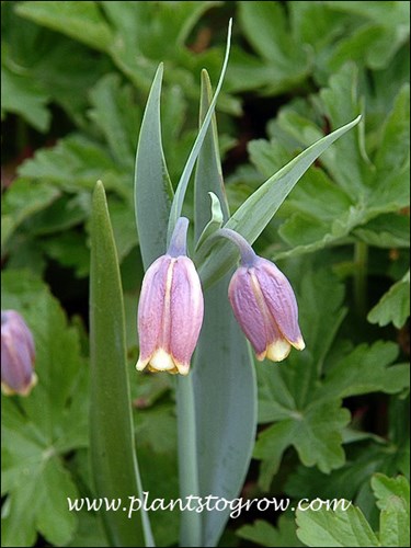 Closed flowers with the purple sepals and pointed glaucous leaves
